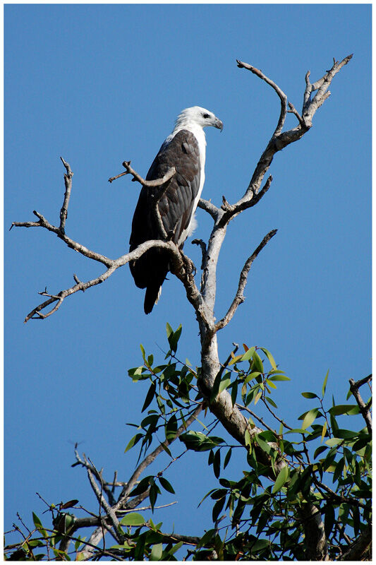 White-bellied Sea Eagleadult