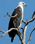 White-bellied Sea Eagle