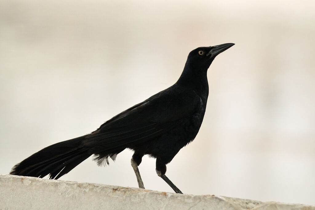 Great-tailed Grackle male adult