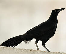 Great-tailed Grackle