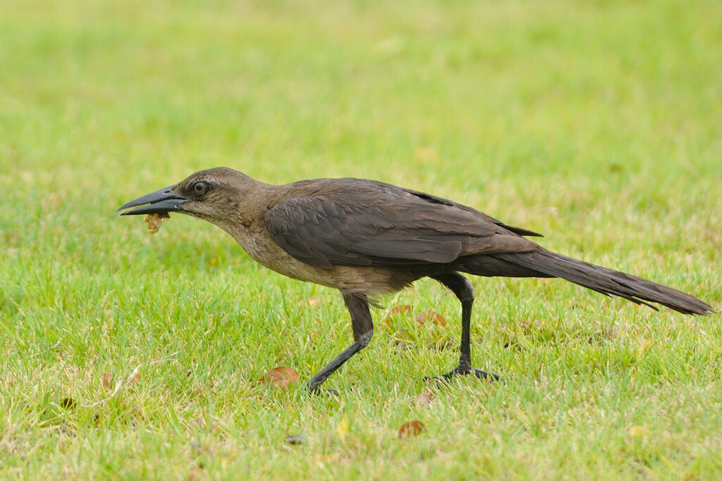 Great-tailed Grackle female adult