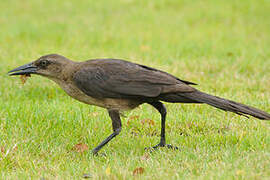 Great-tailed Grackle