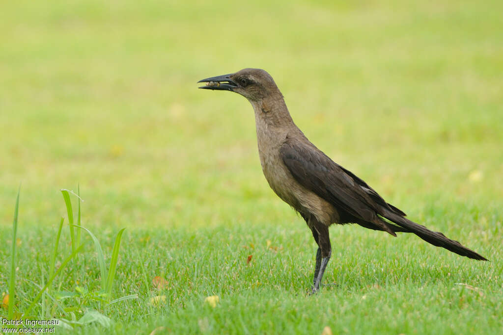 Great-tailed Grackle female adult, habitat, pigmentation, fishing/hunting