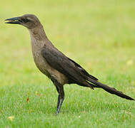 Great-tailed Grackle