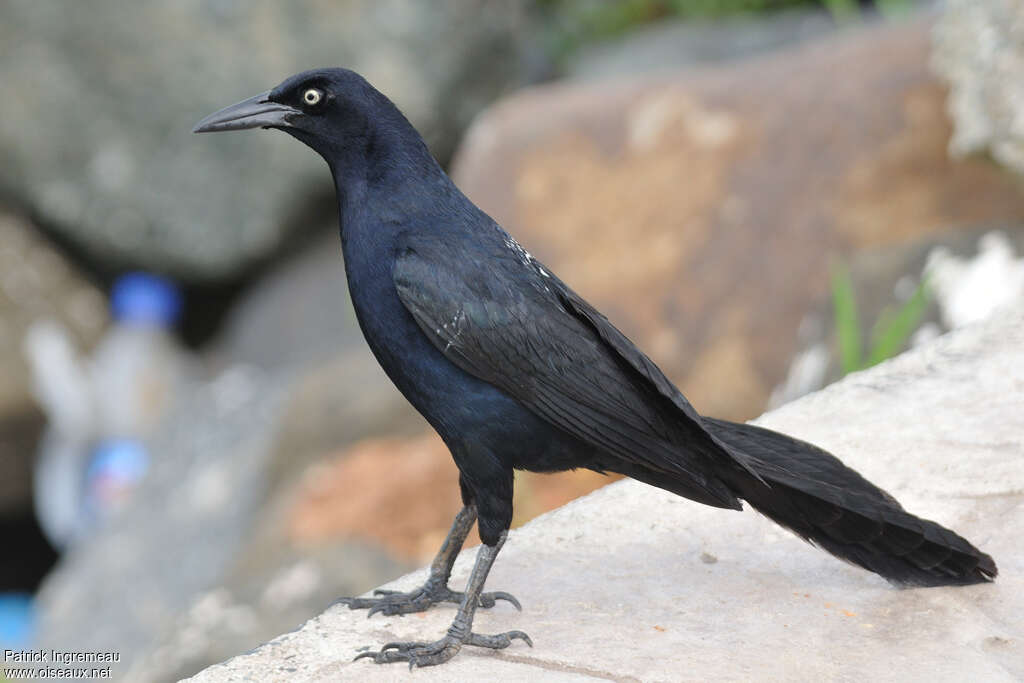 Great-tailed Grackle male adult breeding, identification