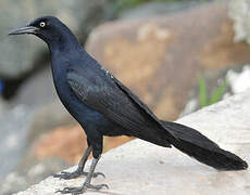 Great-tailed Grackle