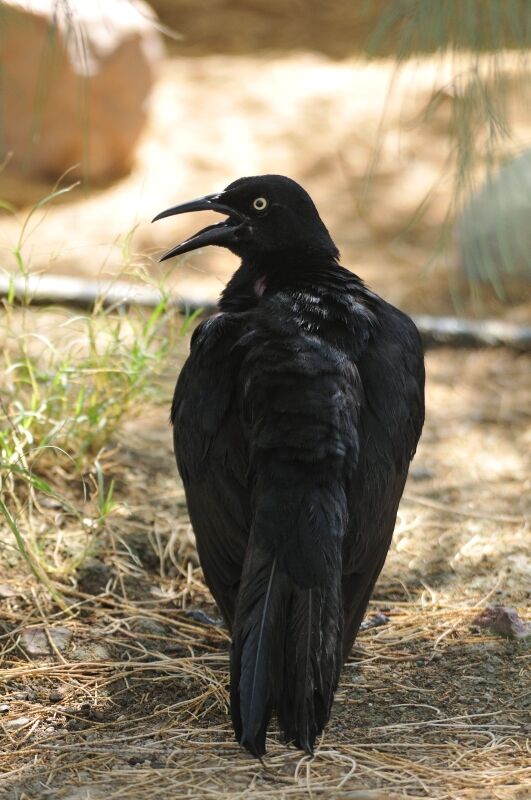 Great-tailed Grackle male adult