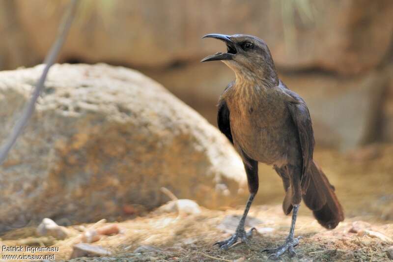 Great-tailed Grackle female adult, close-up portrait