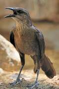 Great-tailed Grackle