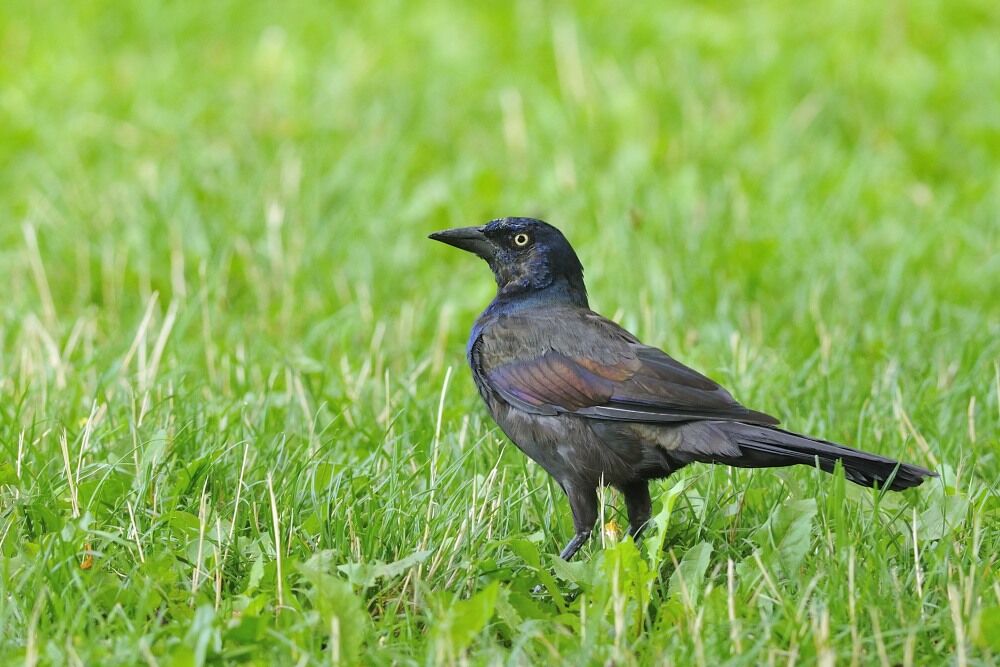 Common Grackleadult