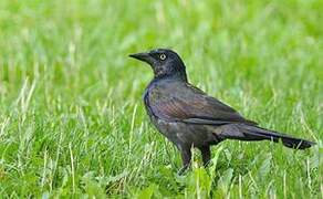 Common Grackle