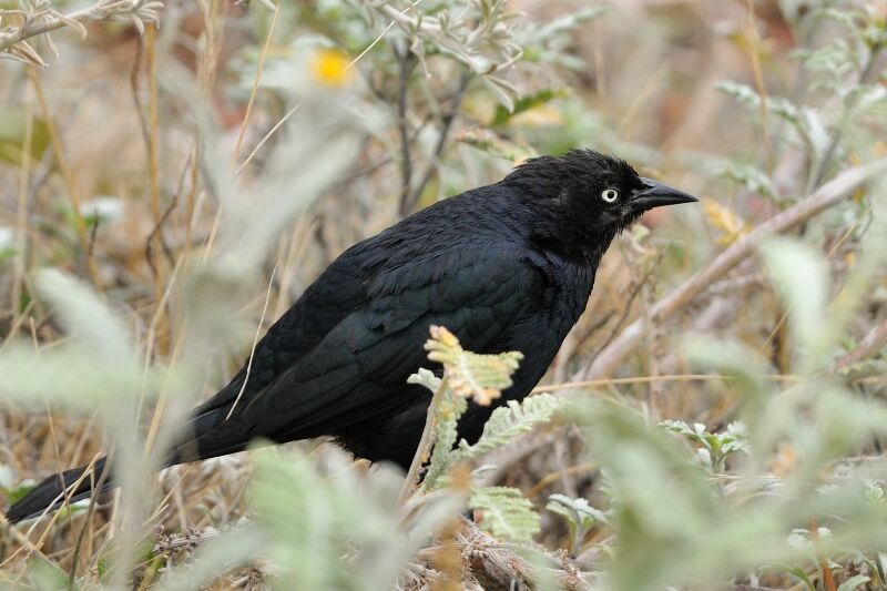 Brewer's Blackbirdadult