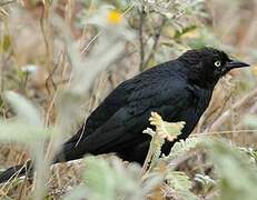 Brewer's Blackbird