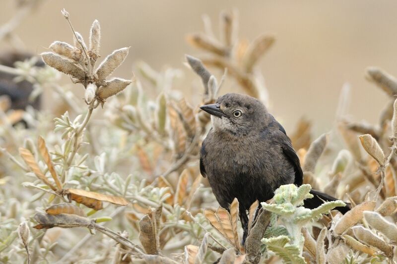 Brewer's Blackbirdimmature