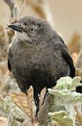 Brewer's Blackbird