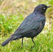 Brewer's Blackbird