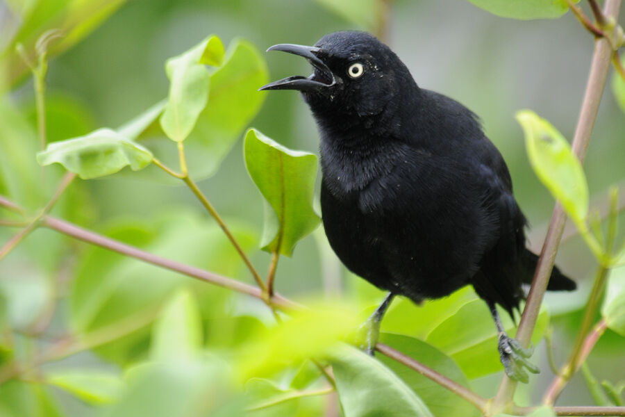 Carib Grackleadult