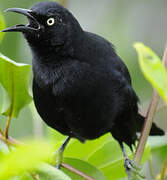 Carib Grackle