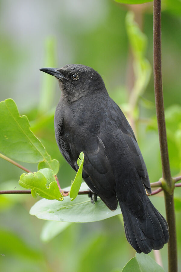 Carib Grackleimmature