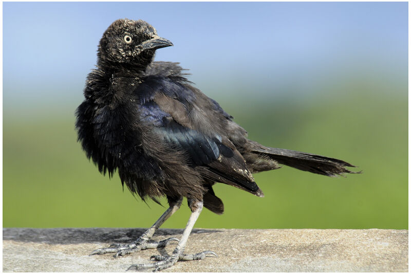 Carib Grackleadult