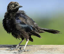 Carib Grackle