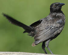 Carib Grackle