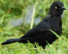 Carib Grackle