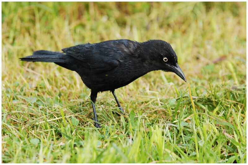 Carib Grackleadult