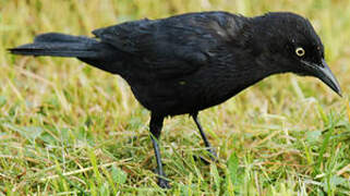 Carib Grackle