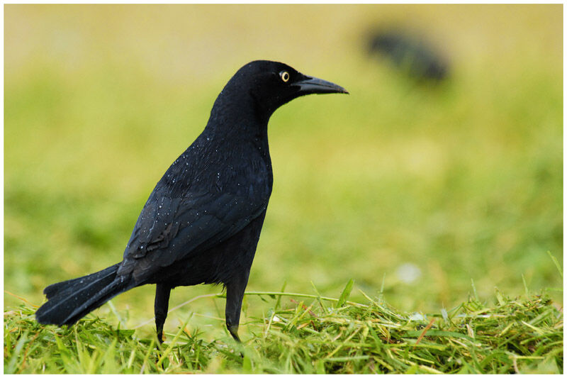 Carib Grackleadult