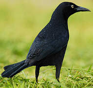 Carib Grackle