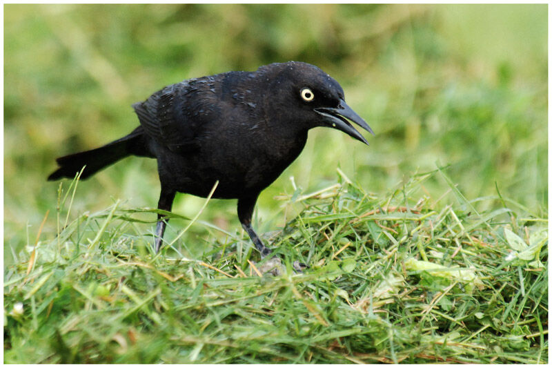 Carib Grackleadult