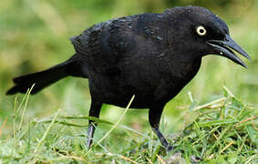 Carib Grackle