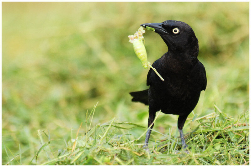 Carib Grackleadult