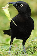 Carib Grackle