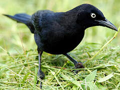 Carib Grackle