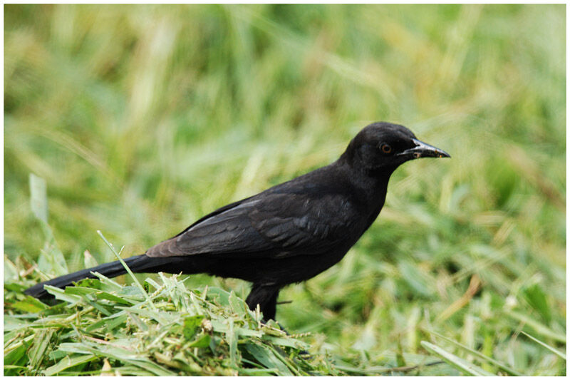 Carib Grackleimmature