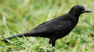 Carib Grackle