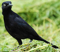 Carib Grackle