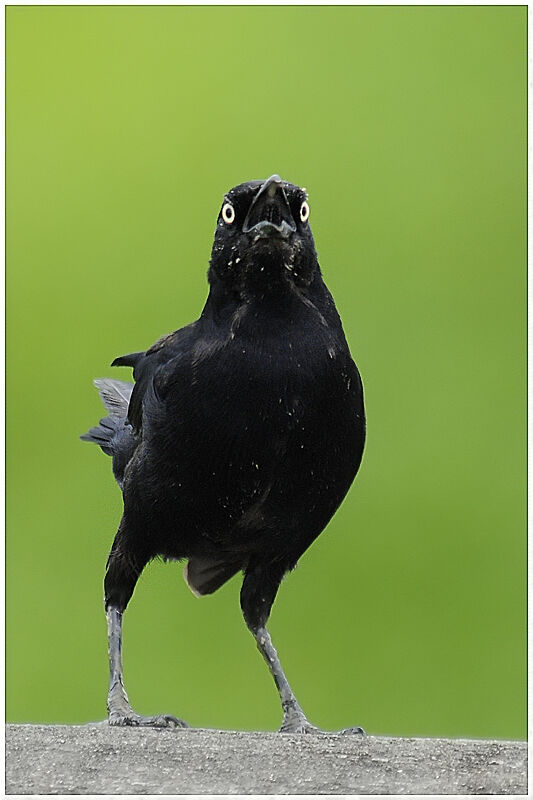 Carib Grackleadult