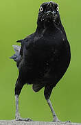 Carib Grackle