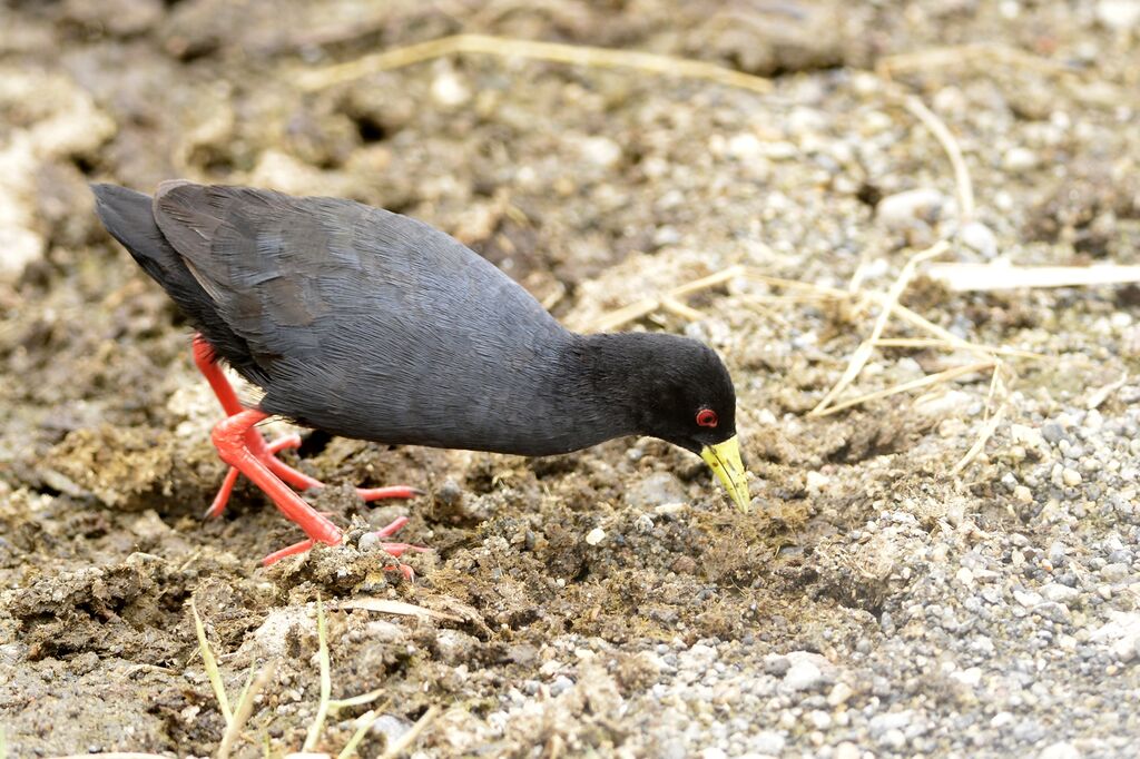 Black Crakeadult, feeding habits, eats