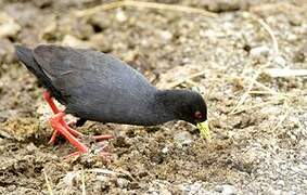 Black Crake