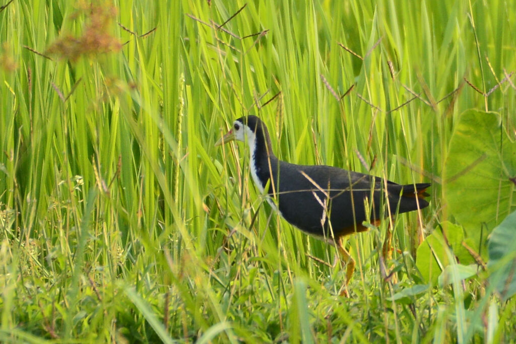 White-breasted Waterhenadult