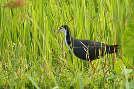 White-breasted Waterhen