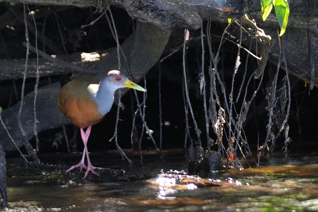 Grey-necked Wood Railadult, identification