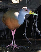 Grey-cowled Wood Rail