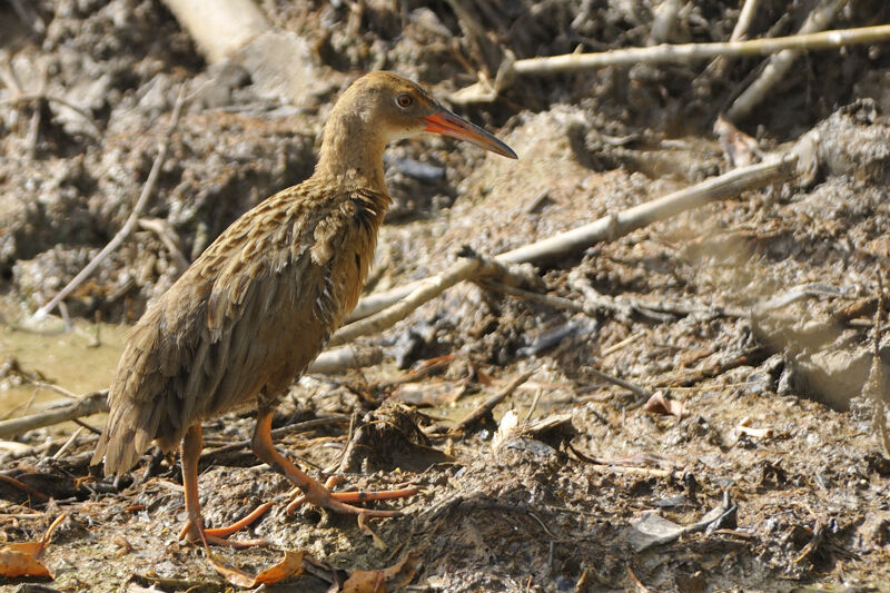 Mangrove Railadult