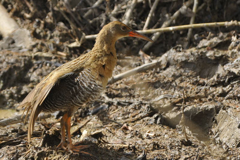 Mangrove Railadult