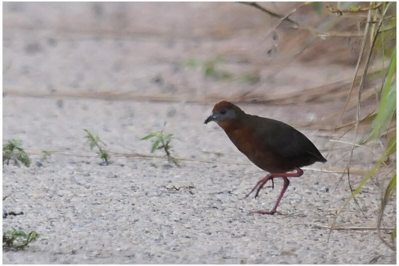 Russet-crowned Crakeadult